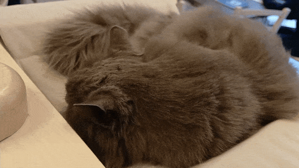 봇치의 리투아니아 여행 8화