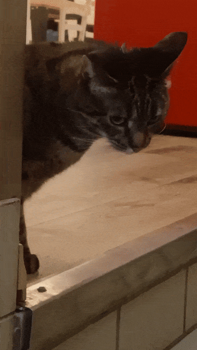 봇치의 리투아니아 여행 11화