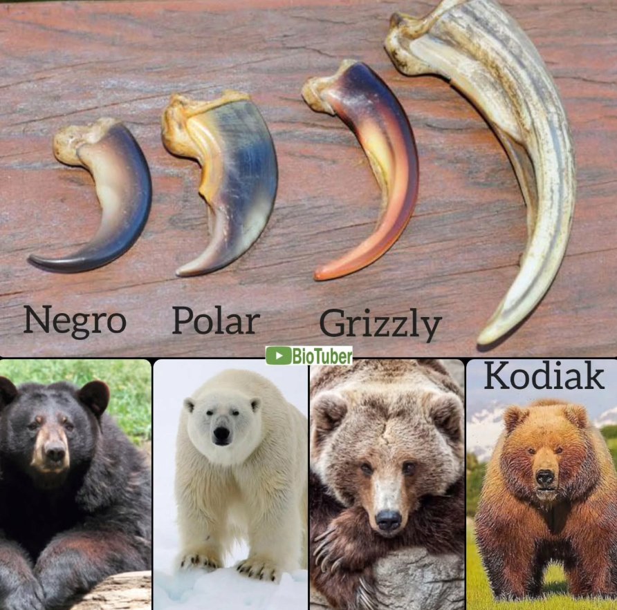 곰 종류 별 발톱 크기 차이