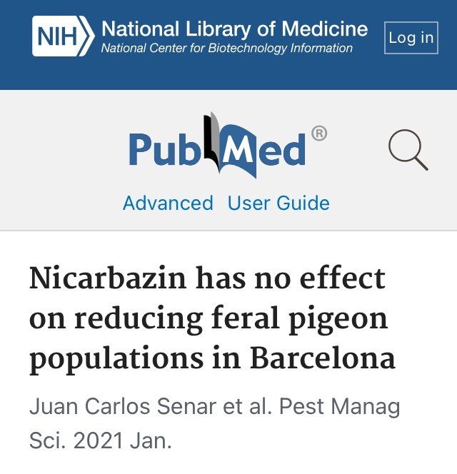 '비둘기 굶겨 죽이는 법은 위헌'…동물단체, '먹이주기 금지법' 헌법소원