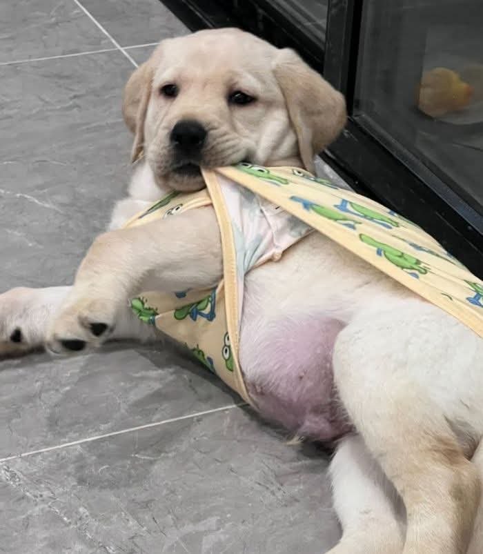 자~ 봐! 고구마 내가 안 먹었다니까