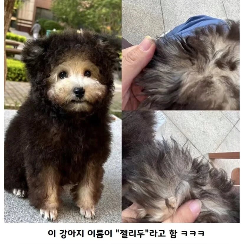 털옷 입은거 같은 강아지