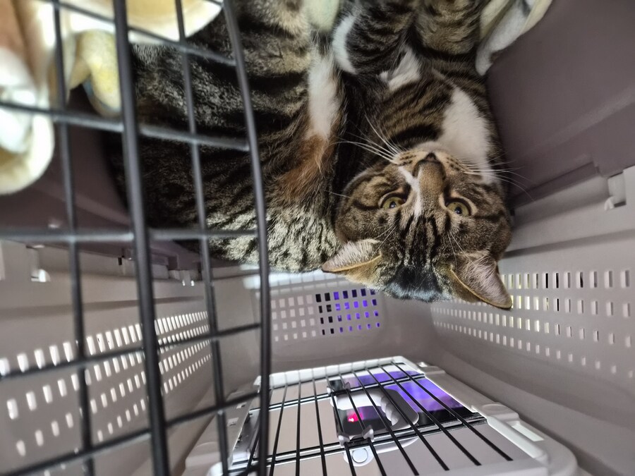 말 안들어서 감옥 보냄 ㅋㅋ