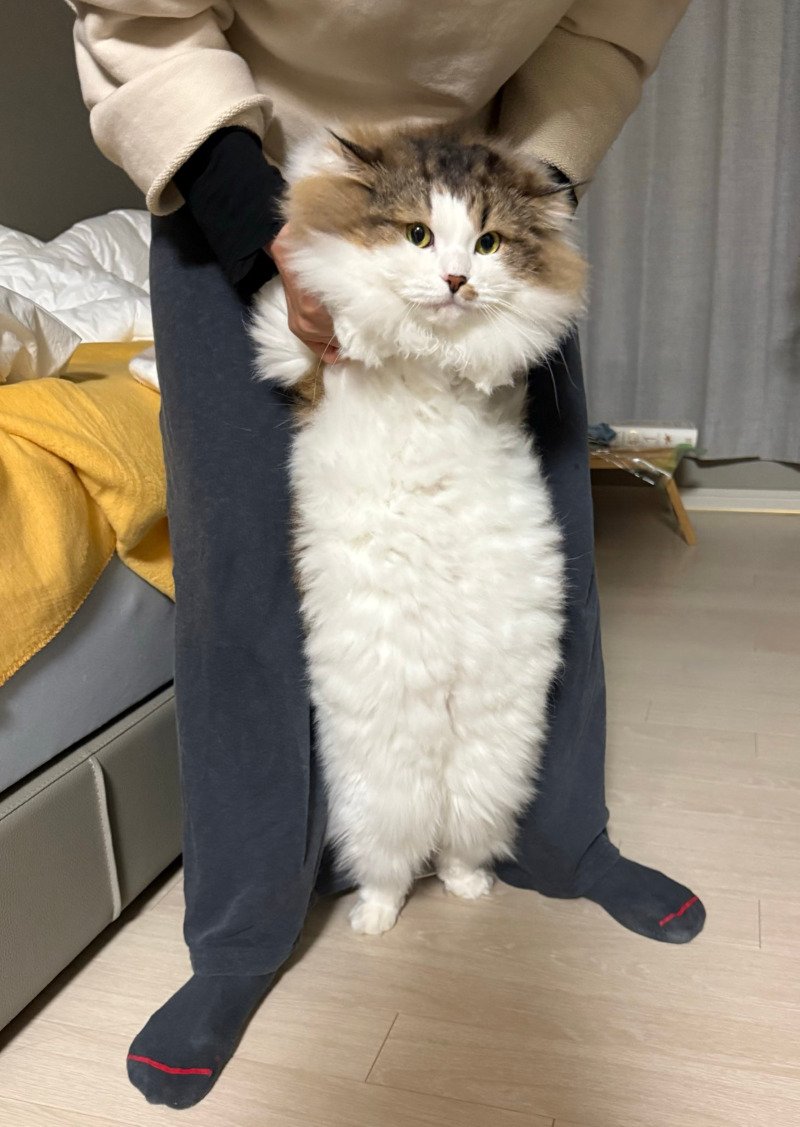 어린이집 애기 처럼 서있는 고양이