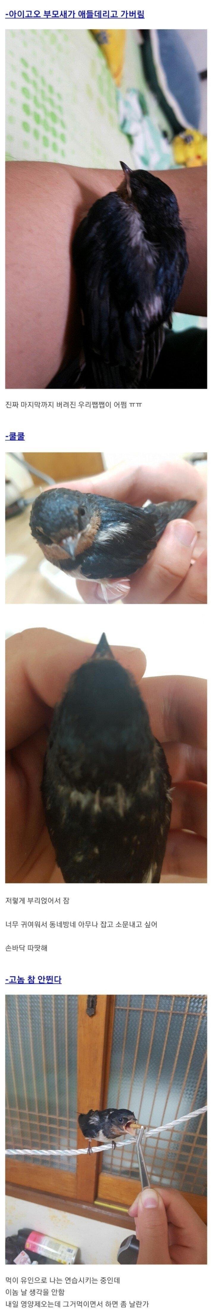 새끼제비 주운 썰