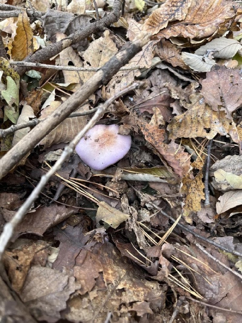 보라색 버섯을 넣고 라면 끓인 사람