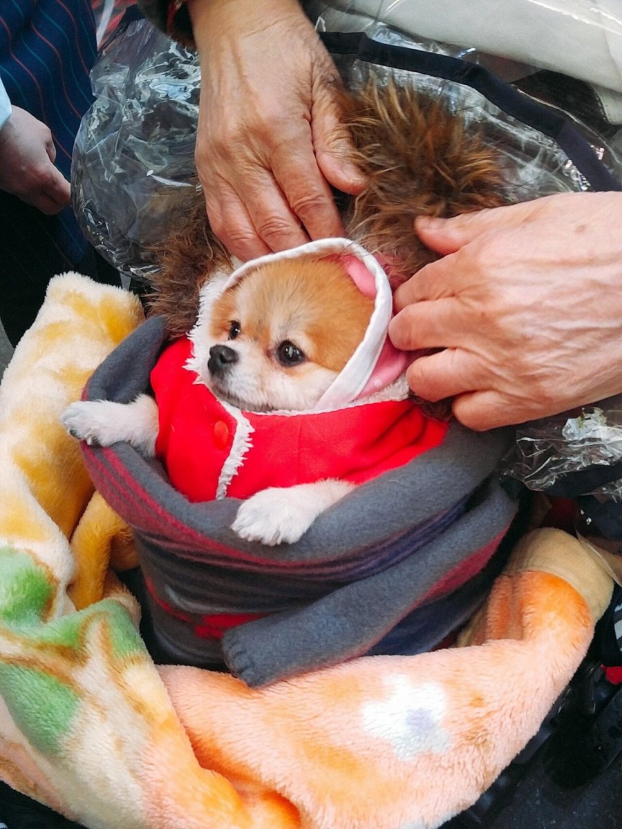 할머니들이 키우는 강아지들 한겨울 특징.jpg