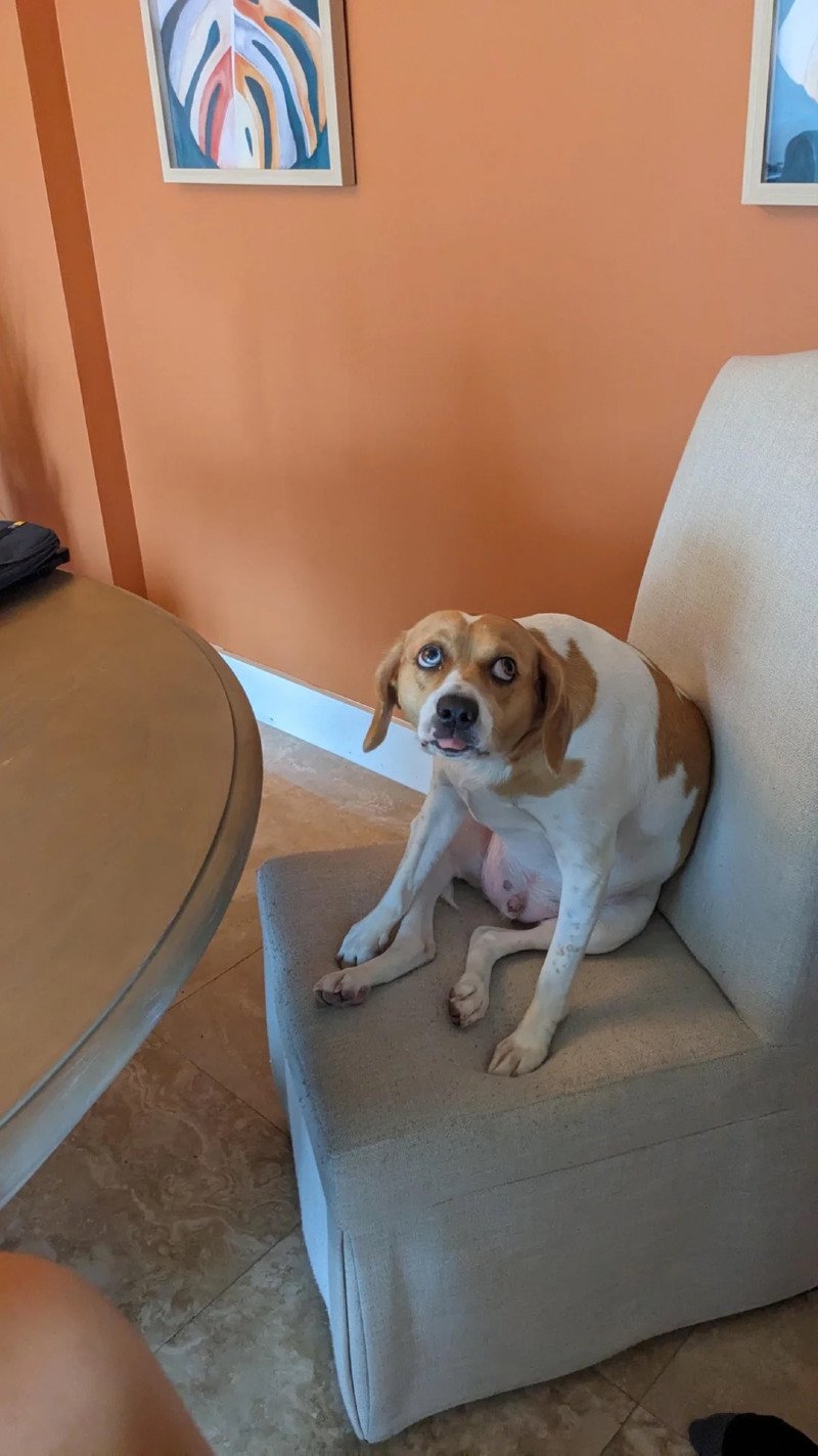 강아지 이렇게 앉아 있는거 영구 보존 하겠어