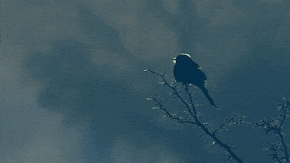 참새 입김 ㅋㅋ.gif