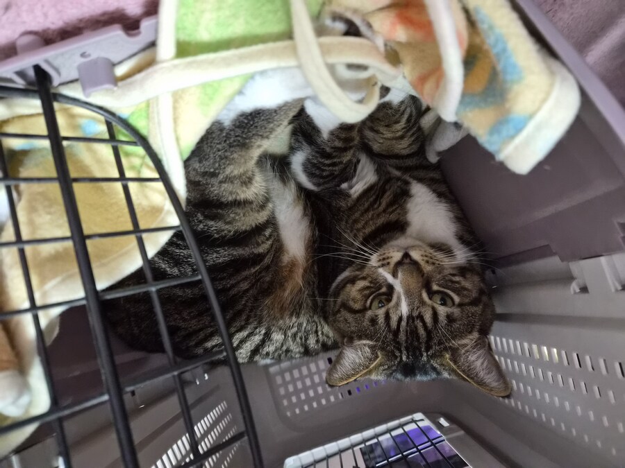 말 안들어서 감옥 보냄 ㅋㅋ