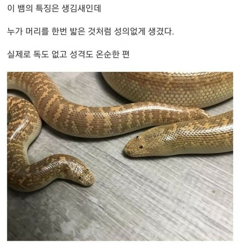 엄청 못생긴뱀...