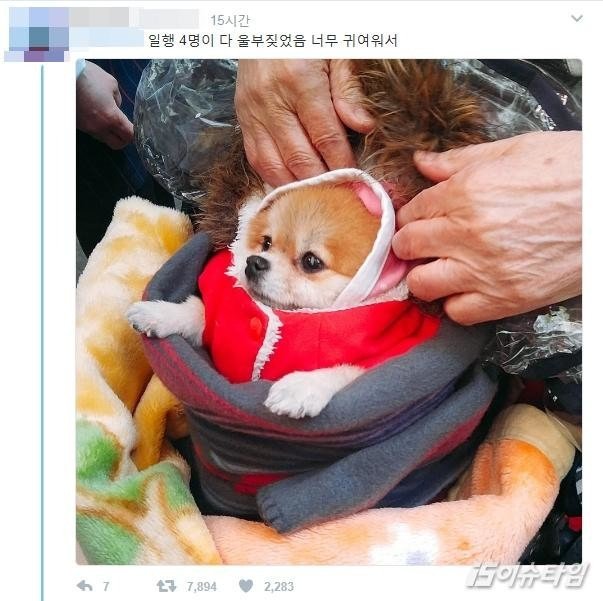 할머니들이 키우는 강아지들 한겨울 특징.jpg