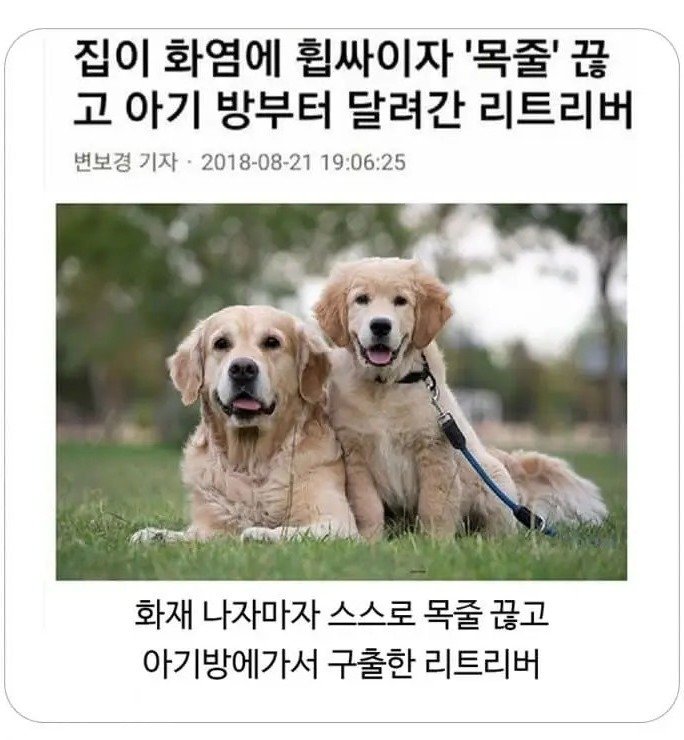 싱글벙글 불이 났을 때 애완동물 반응
