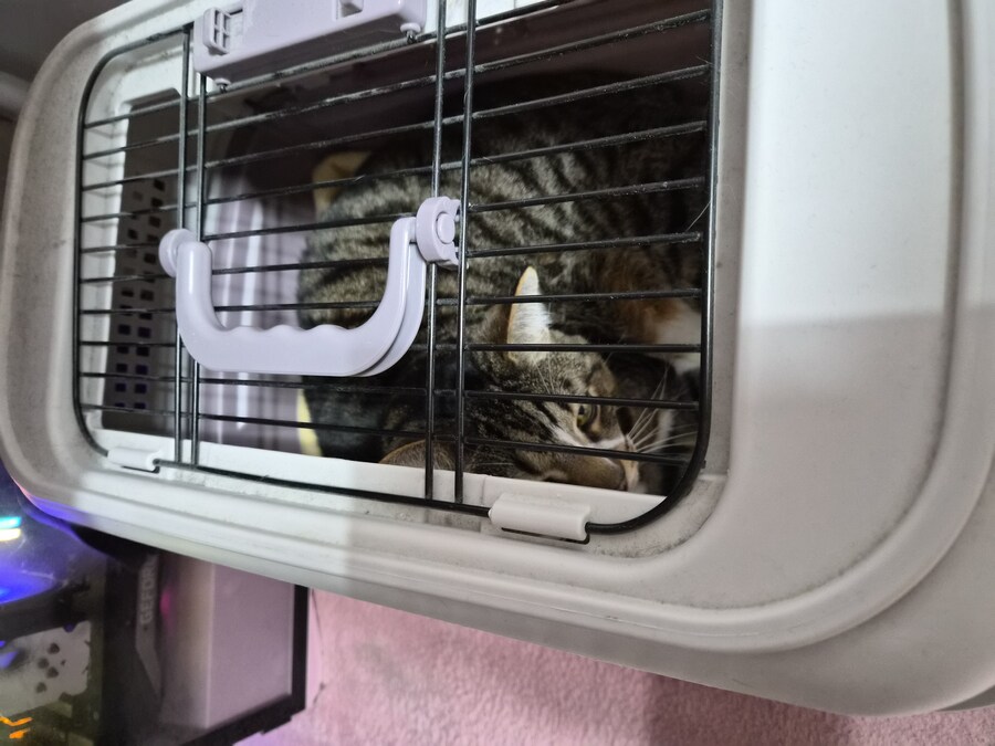 말 안들어서 감옥 보냄 ㅋㅋ