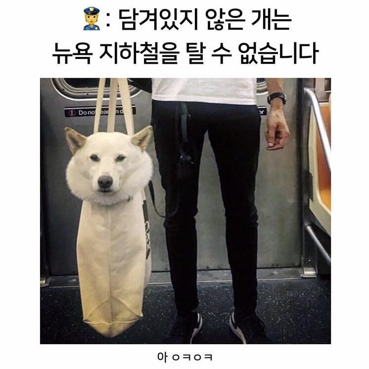 담겨있지 않은 개는 뉴욕지하철에 탈수 없습니다