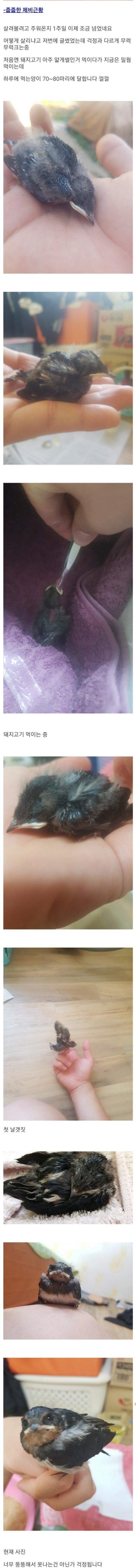 새끼제비 주운 썰