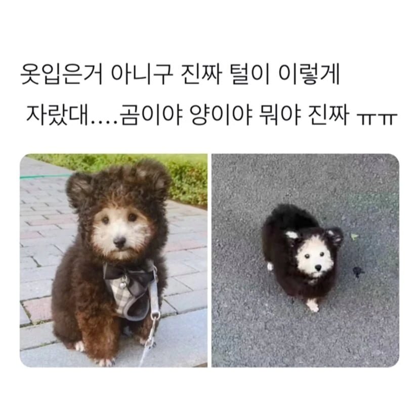 털옷 입은거 같은 강아지