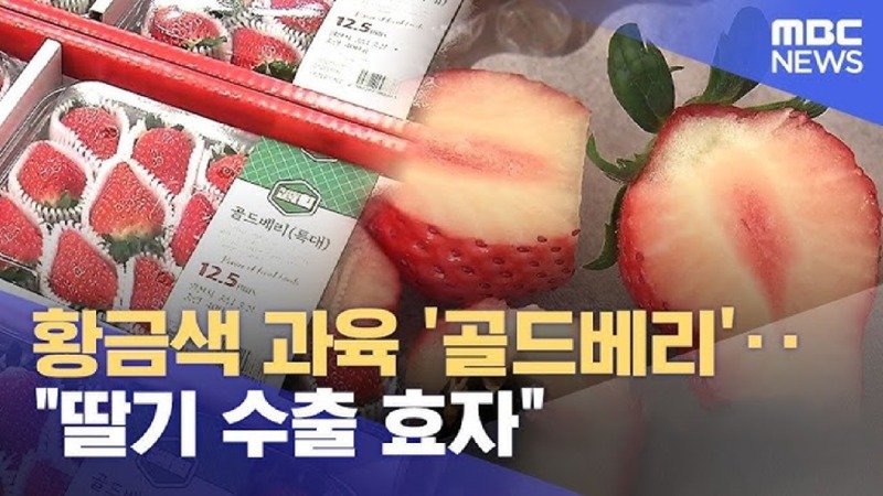황금색 과육 골드베리..딸기 수출 효자