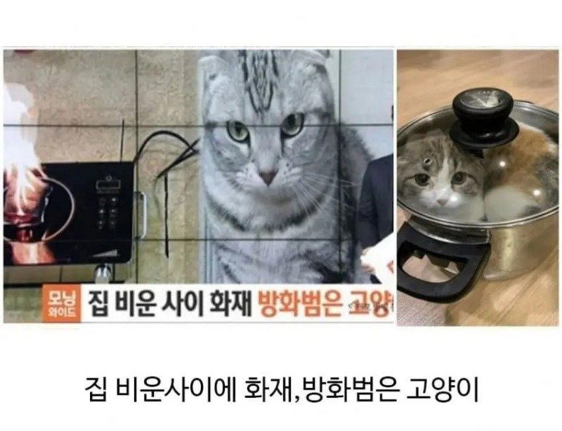 싱글벙글 불이 났을 때 애완동물 반응