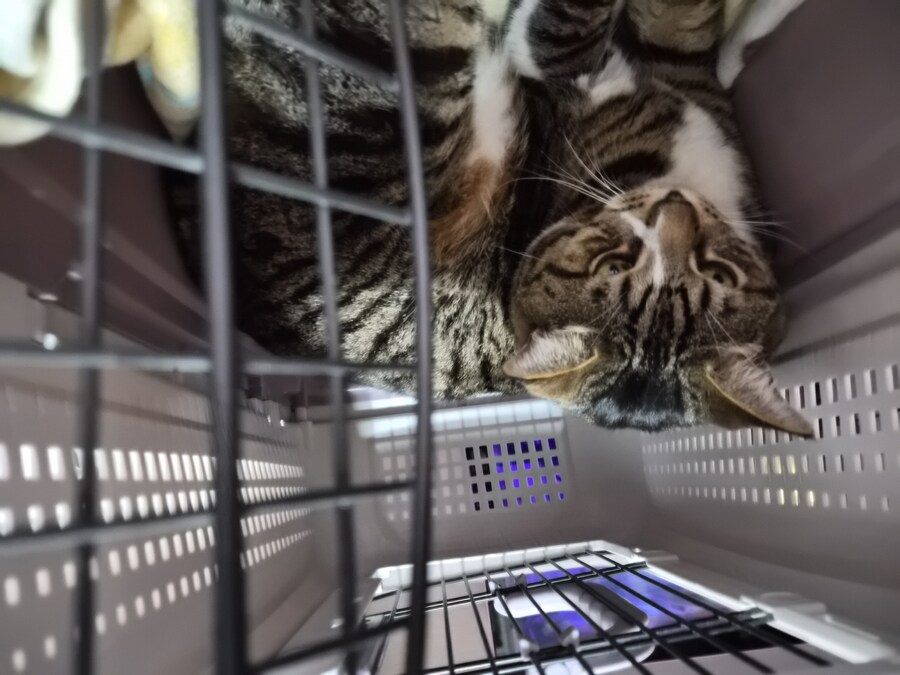 말 안들어서 감옥 보냄 ㅋㅋ