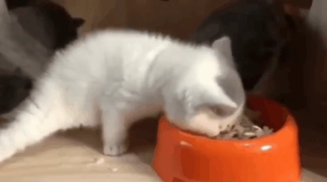 밥먹는 아기 고양이 건드리면.gif
