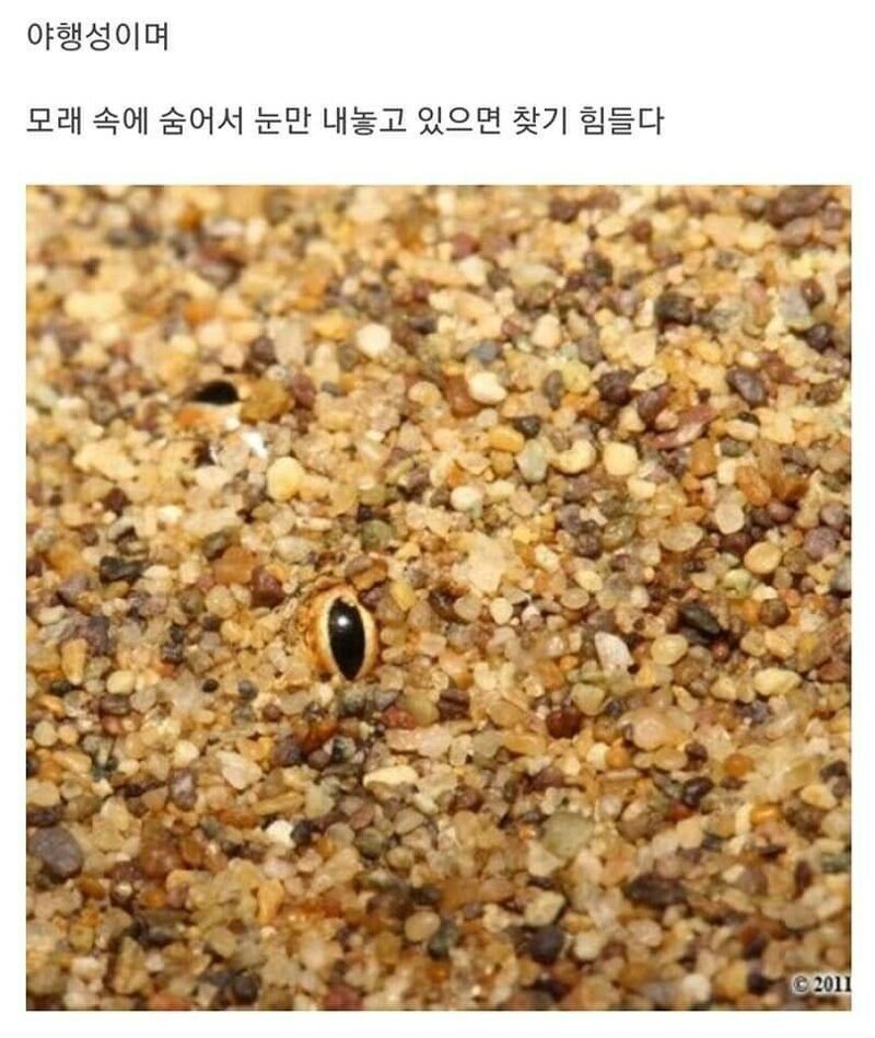엄청 못생긴뱀...