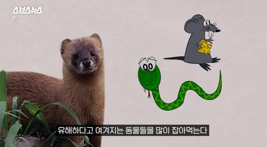 요즘 고양이보다 낫다고 평가 받는 동물jpg