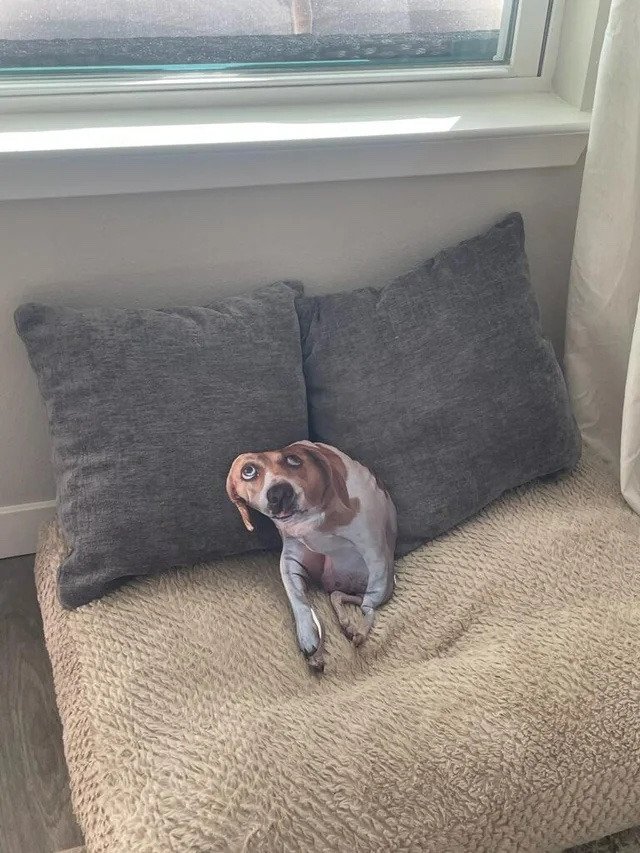 강아지 이렇게 앉아 있는거 영구 보존 하겠어