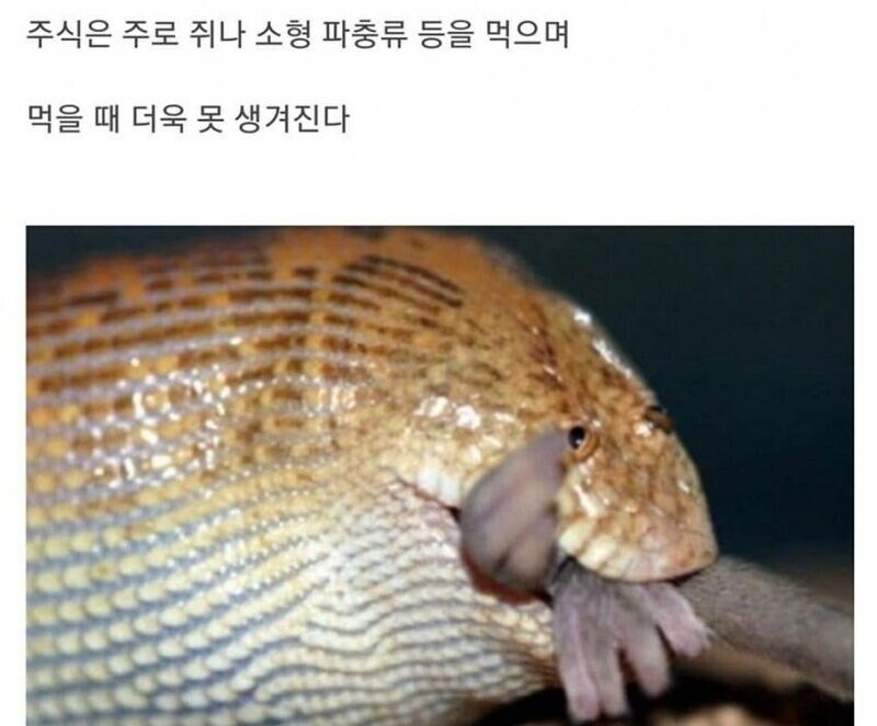 엄청 못생긴뱀...