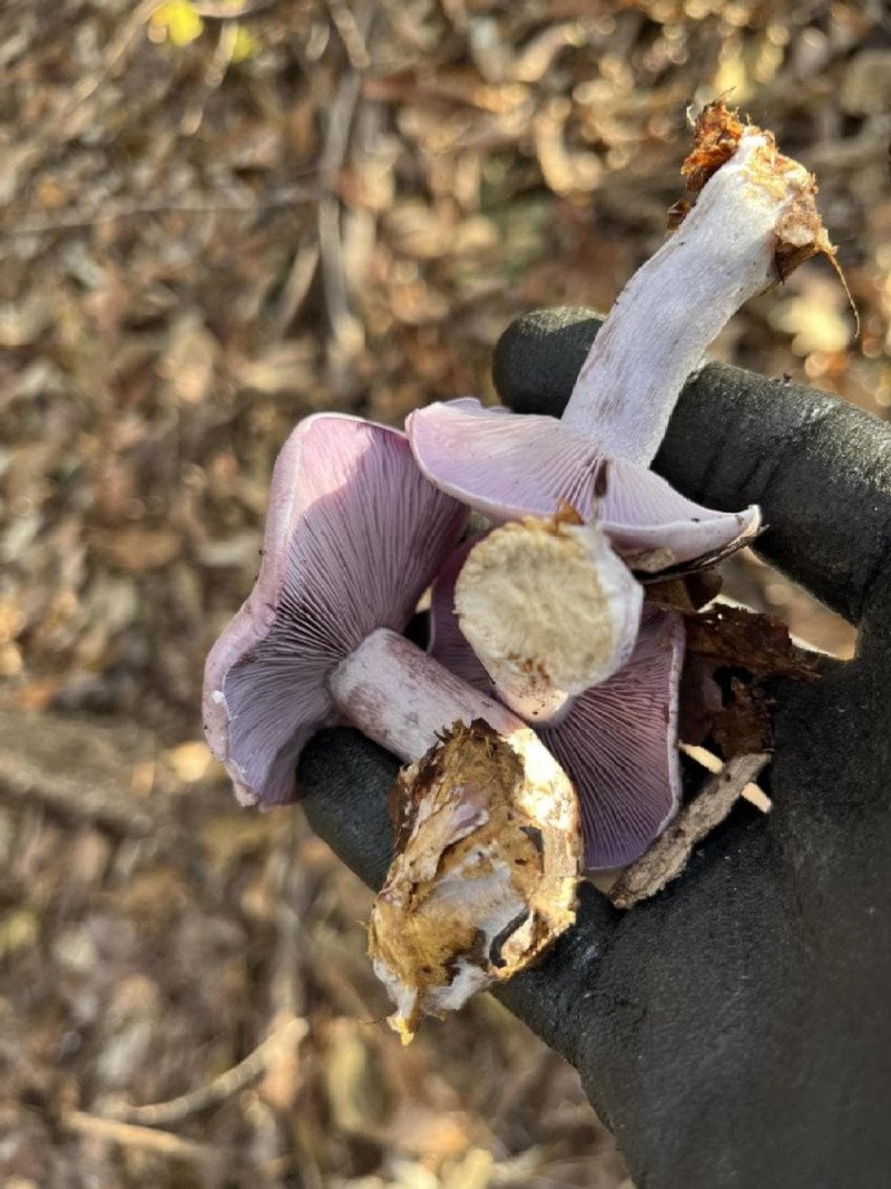 보라색 버섯을 넣고 라면 끓인 사람