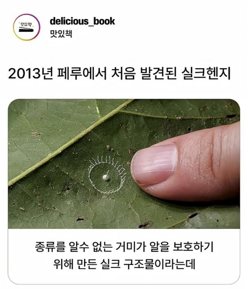 거미가 만드는 신기한 구조물.jpg