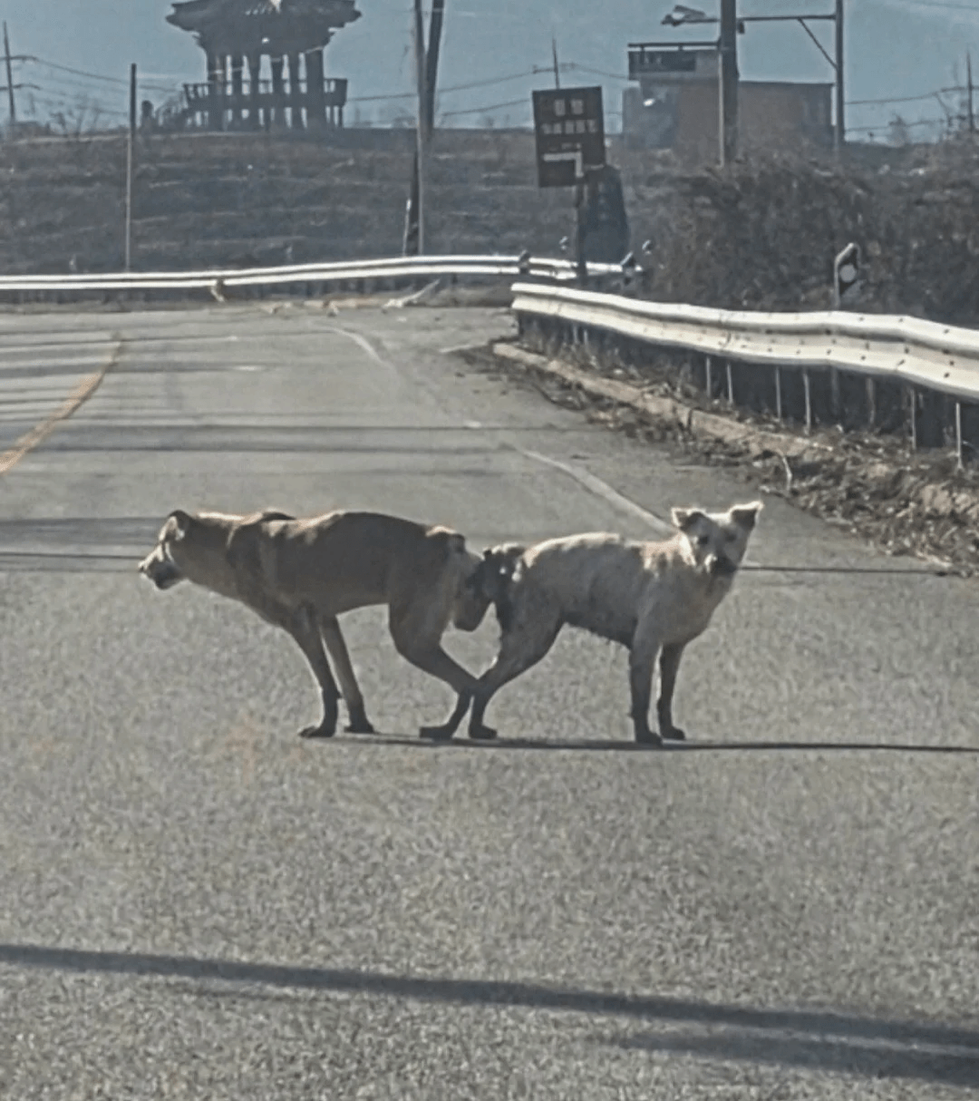 미친 강아지 학대.JPG