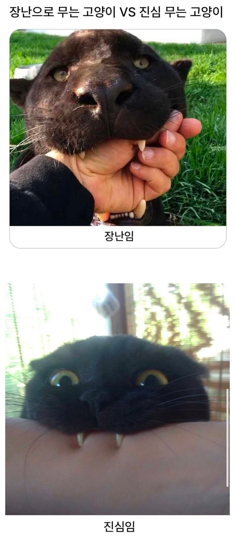 장난으로 무는 고양이와 진심인 고양이