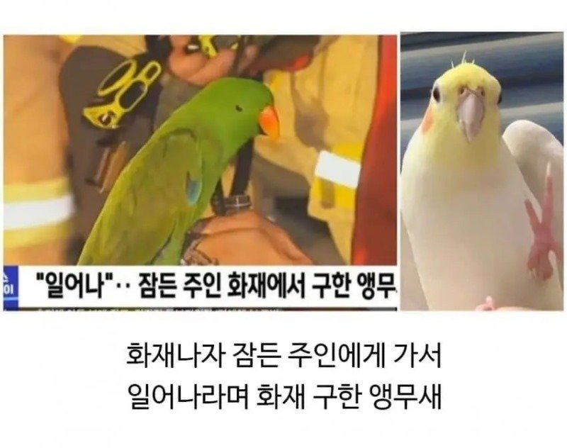 싱글벙글 불이 났을 때 애완동물 반응