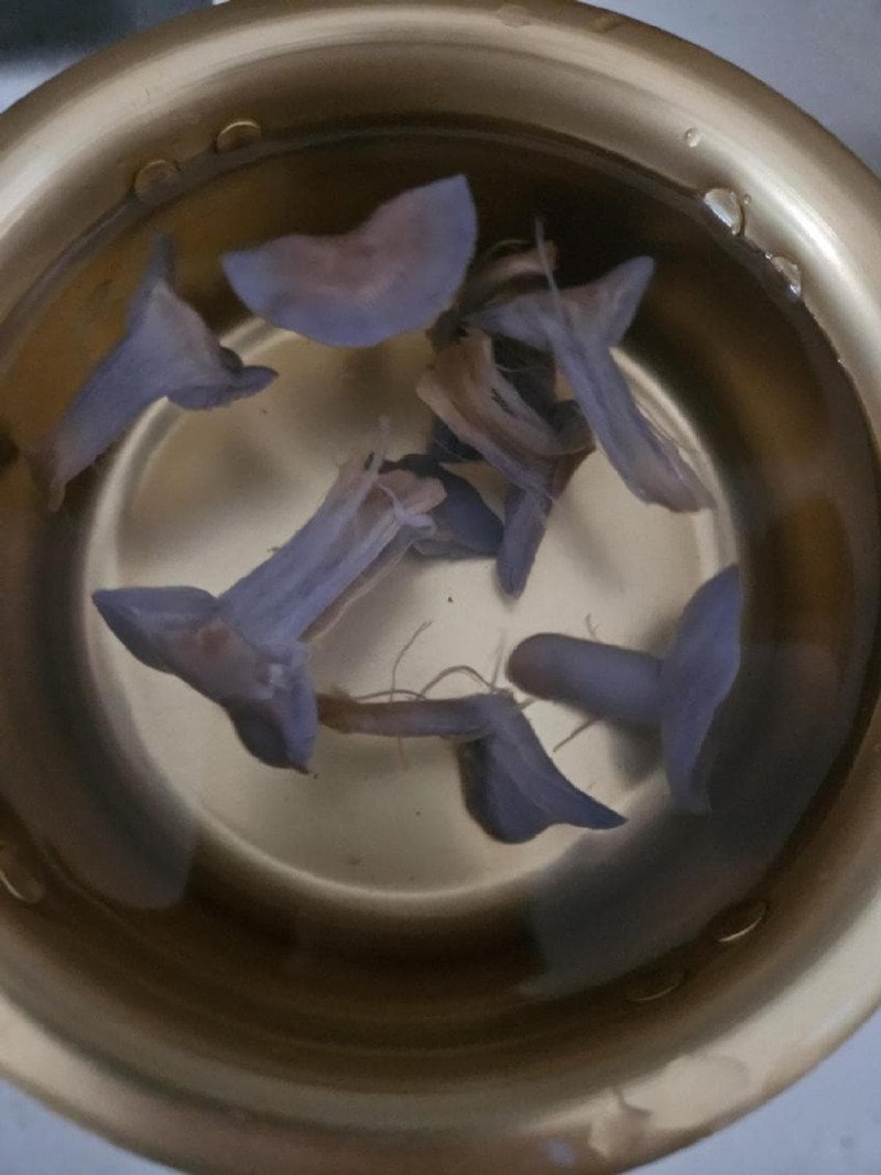 보라색 버섯을 넣고 라면 끓인 사람