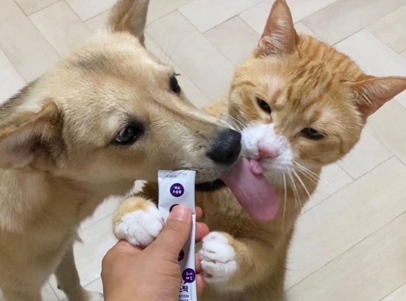 강아지와 고양이 혀 크키 차이