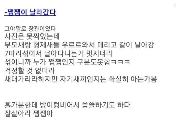 새끼제비 주운 썰