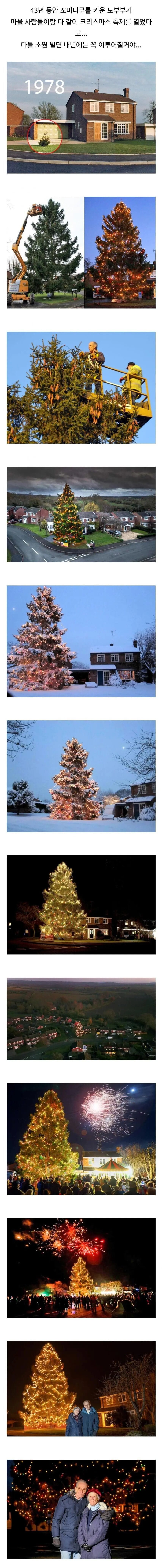 47년 동안 크리스마스 트리를 키운 노부부.jpg