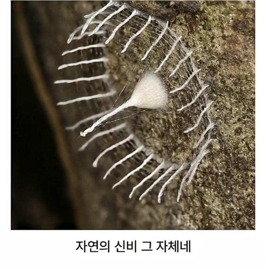 거미가 만드는 신기한 구조물.jpg