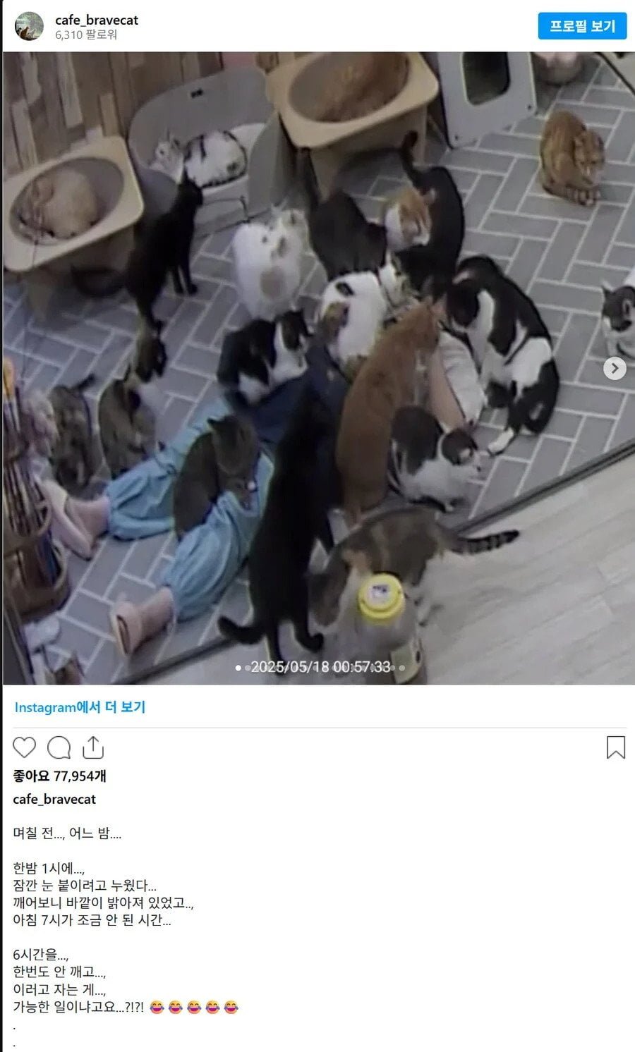 고양이 쉼터에서 6시간 주무신 분