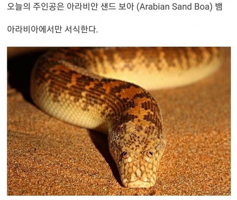 엄청 못생긴뱀...