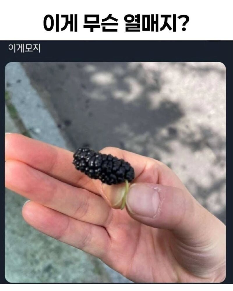 이게 무슨 열매지?