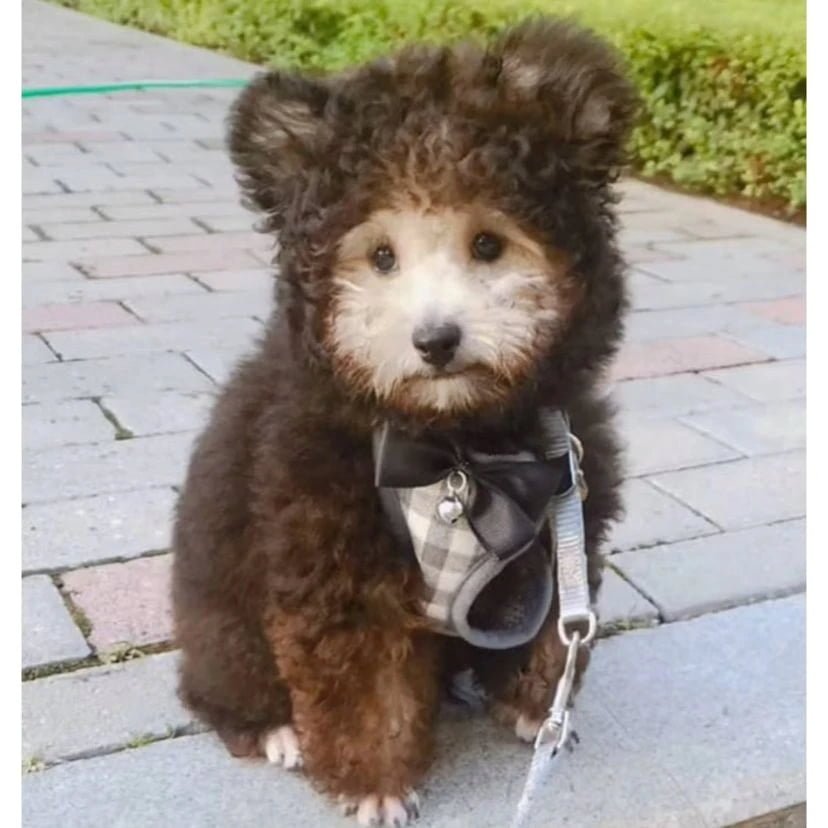 털옷 입은거 같은 강아지