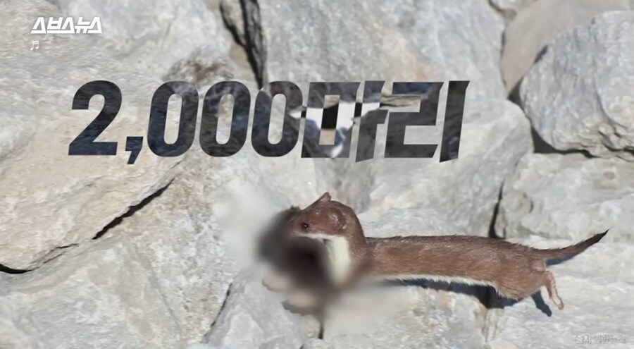 요즘 고양이보다 낫다고 평가 받는 동물jpg