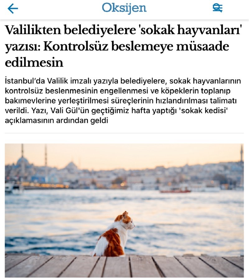 ???는 '고양이는 쥐를 잡지 않는다'고 말했습니다.