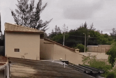 강아지가 보인다는 청둥오리 부리.jpg