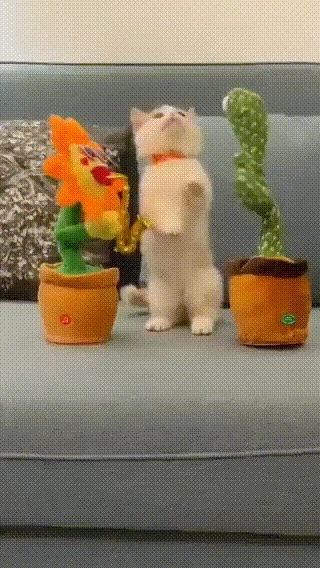 당황한 고양이.gif