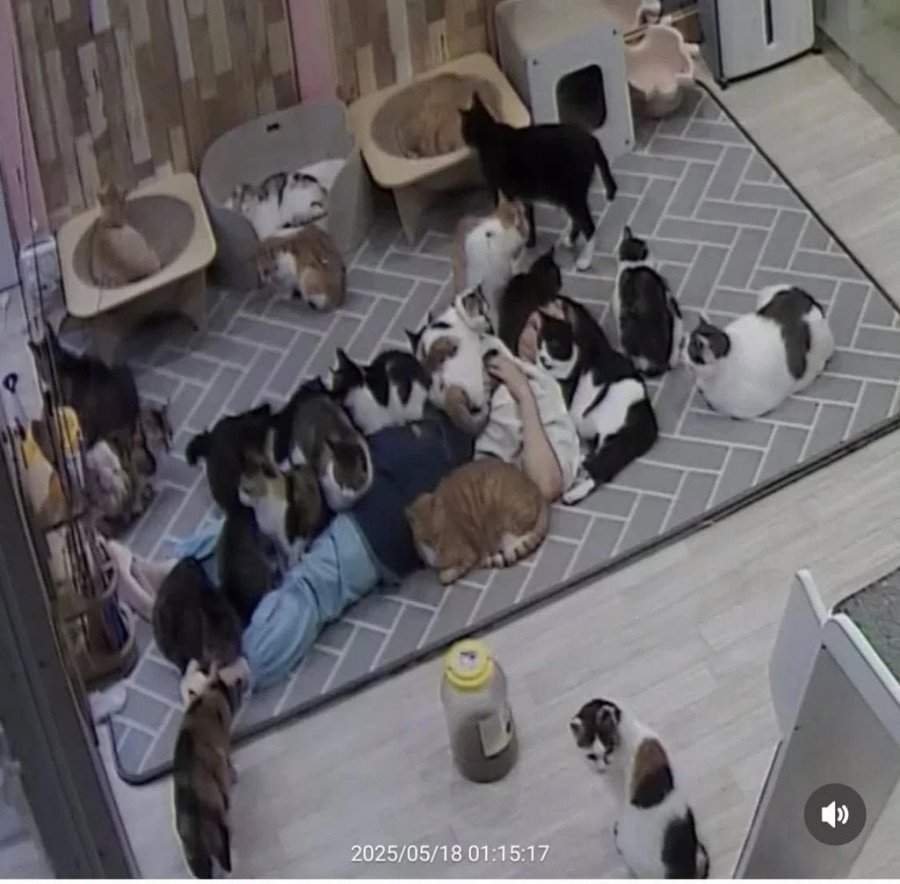 고양이 쉼터에서 6시간 주무신 분