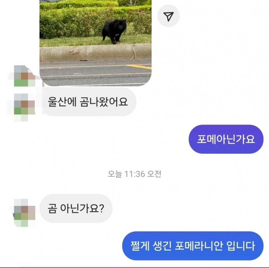 ? 울산에 곰 나왔어요