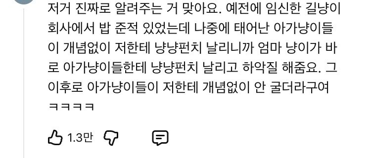 진짜로 집사를 가르치는 냥이